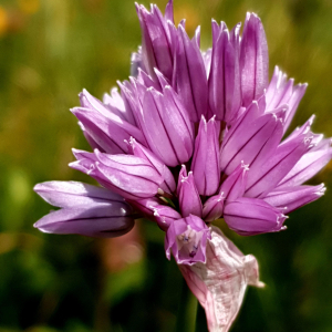 Photographie n°2459288 du taxon Allium schoenoprasum L. [1753]