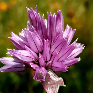 Photographie n°2459289 du taxon Allium schoenoprasum L. [1753]