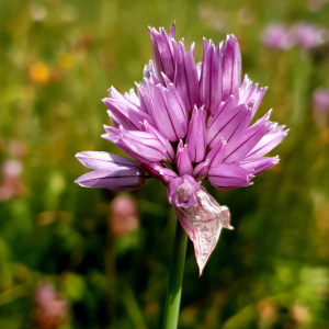 Photographie n°2459291 du taxon Allium schoenoprasum L. [1753]