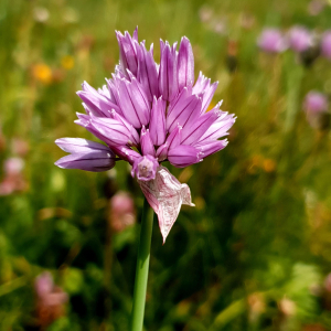 Photographie n°2459293 du taxon Allium schoenoprasum L. [1753]