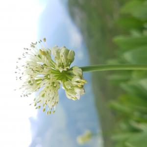 Photographie n°2459299 du taxon Allium victorialis L. [1753]