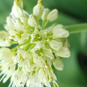 Photographie n°2459303 du taxon Allium victorialis L. [1753]