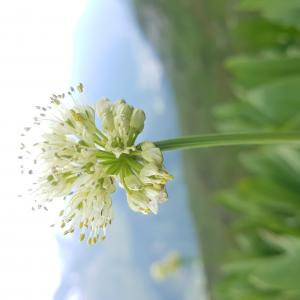 Photographie n°2459304 du taxon Allium victorialis L. [1753]