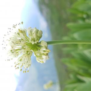 Photographie n°2459306 du taxon Allium victorialis L. [1753]