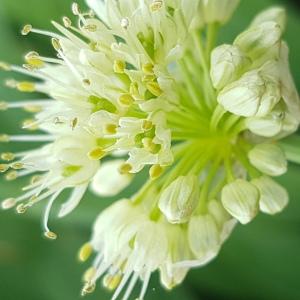 Photographie n°2459309 du taxon Allium victorialis L. [1753]