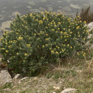 Photographie n°2459331 du taxon Medicago arborea L. [1753]