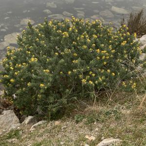 Photographie n°2459332 du taxon Medicago arborea L. [1753]