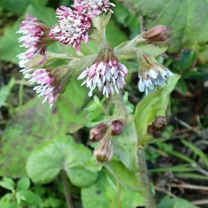 Photographie n°2459338 du taxon Petasites pyrenaicus (L.) G.López [1986]