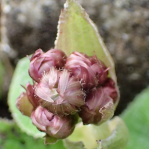 Photographie n°2459342 du taxon Petasites pyrenaicus (L.) G.López [1986]