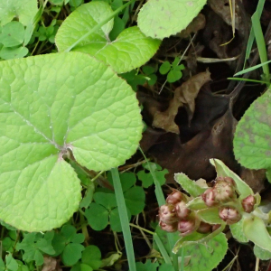 Photographie n°2459343 du taxon Petasites pyrenaicus (L.) G.López [1986]