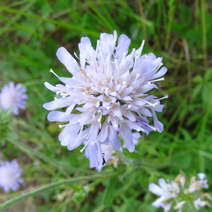 Photographie n°2459363 du taxon Knautia arvensis (L.) Coult.