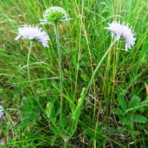 Photographie n°2459365 du taxon Knautia arvensis (L.) Coult.