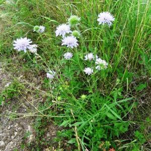 Photographie n°2459366 du taxon Knautia arvensis (L.) Coult.