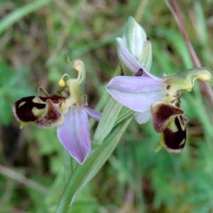 Photographie n°2459369 du taxon Ophrys apifera Huds. [1762]