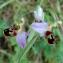  Alain Bigou - Ophrys apifera Huds. [1762]