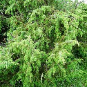 Photographie n°2459380 du taxon Juniperus communis L. [1753]