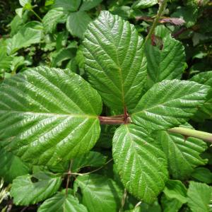 Rubus plicatus subsp. consimilis (P.J.Müll.) Boulay (Ronce commune)