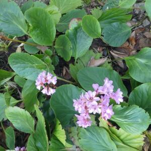 Photographie n°2459401 du taxon Bergenia crassifolia (L.) Fritsch [1889]