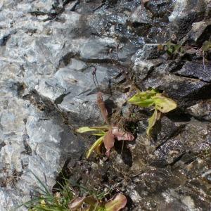 Photographie n°2459419 du taxon Pinguicula longifolia Ramond ex DC.