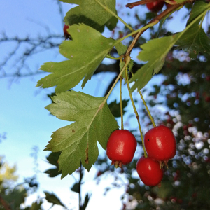  - Crataegus lindmanii Hrabetová [1969]