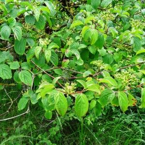 Photographie n°2459451 du taxon Cornus sanguinea L.