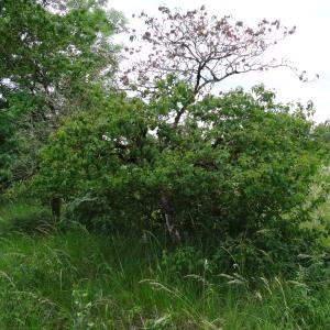 Photographie n°2459452 du taxon Cornus sanguinea L.