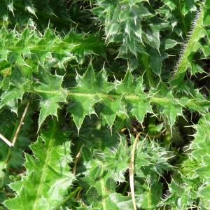 Photographie n°2459469 du taxon Cirsium acaulon (L.) Scop. [1769]