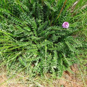 Photographie n°2459470 du taxon Cirsium acaulon (L.) Scop. [1769]