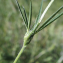  Jean- Marie Martig - Trifolium angustifolium L.