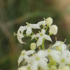 Photographie n°2459535 du taxon Galium mollugo L. [1753]