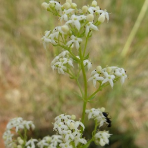 Photographie n°2459536 du taxon Galium mollugo L. [1753]