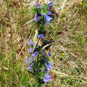 Photographie n°2459541 du taxon Echium vulgare L. [1753]