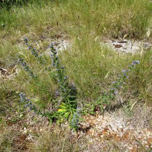 Photographie n°2459542 du taxon Echium vulgare L. [1753]