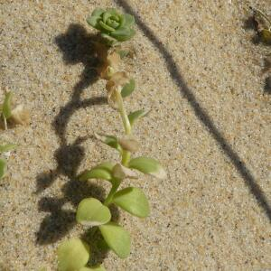 Photographie n°2459563 du taxon Linaria thymifolia DC. [1805]