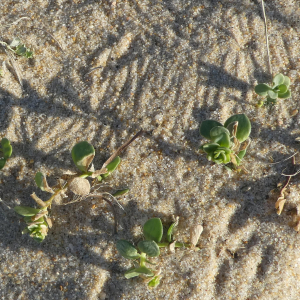 Photographie n°2459564 du taxon Linaria thymifolia DC. [1805]