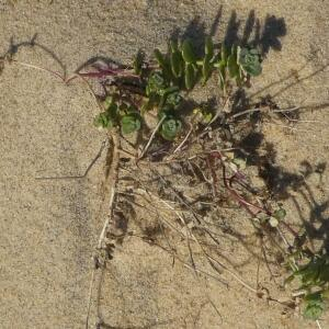 Photographie n°2459567 du taxon Linaria thymifolia DC. [1805]