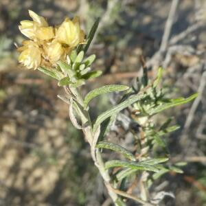 Photographie n°2459597 du taxon Helichrysum stoechas (L.) Moench [1794]