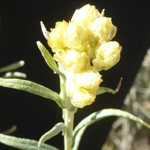 Photographie n°2459601 du taxon Helichrysum stoechas (L.) Moench [1794]