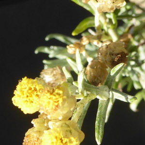 Photographie n°2459602 du taxon Helichrysum stoechas (L.) Moench [1794]