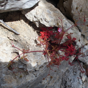 Photographie n°2459618 du taxon Geranium purpureum Vill.