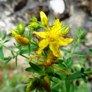 Photographie n°2459646 du taxon Hypericum perforatum L. [1753]