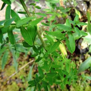 Photographie n°2459647 du taxon Hypericum perforatum L. [1753]