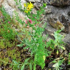 Photographie n°2459648 du taxon Hypericum perforatum L. [1753]
