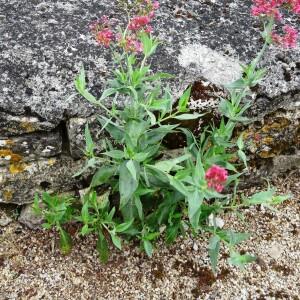 Photographie n°2459649 du taxon Centranthus ruber (L.) DC.