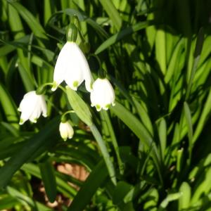 Photographie n°2459678 du taxon Leucojum vernum L. [1753]