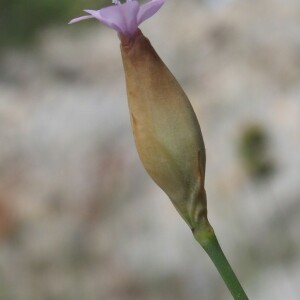 Photographie n°2459699 du taxon Petrorhagia prolifera (L.) P.W.Ball & Heywood