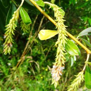 Photographie n°2459715 du taxon Salix alba L. [1753]