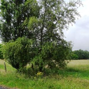 Photographie n°2459717 du taxon Salix alba L. [1753]