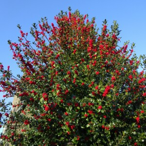 Photographie n°2459749 du taxon Ilex aquifolium L.