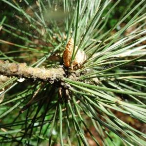 Photographie n°2459807 du taxon Quercus robur L. [1753]